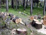 Тюменская область 30 июня выставит на аукцион 8 лесных участков под места для отдыха