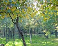 Сохранение Химкинского леса важно для 77% жителей подмосковного города Химки
