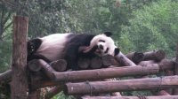 Больницу для панд стоимостью 32,2 млн долларов построят в Китае к 2012 году