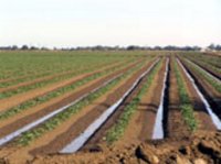 Власти Смоленской области разрешили изымать сельскохозяйственные земли, не используемые по прямому назначению в течение трех лет