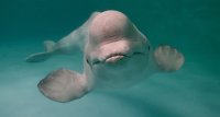 На территории ВВЦ в Москве 8 декабря откроется дельфинарий