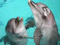 В четверг на территории ВВЦ в Москве откроется дельфинарий